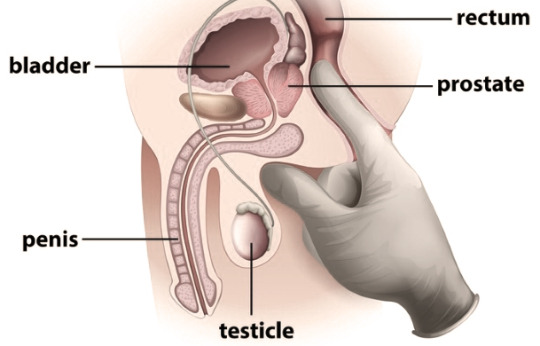 Prostate Milking Guide... porn pictures