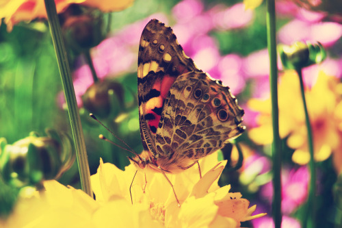 Butterfly