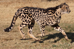 sixpenceee:  King Cheetah Some cheetahs have a rare fur pattern mutation of larger, blotchy, merged spots. Known as “king cheetahs,” they were once thought to constitute a separate subspecies but are in fact African cheetahs; their unusual fur pattern