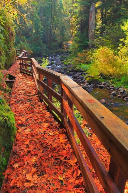unwrittennature:  Sweet Creek Trail Scaffold Bridge - Mapleton, Oregon by: Bill Edwards Photography