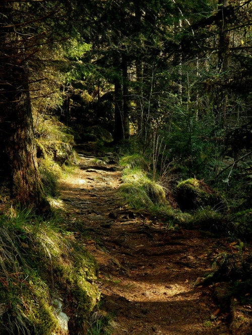 wanderthewood:Bavarian Forest, Bavaria, Germany by Caledoniafan