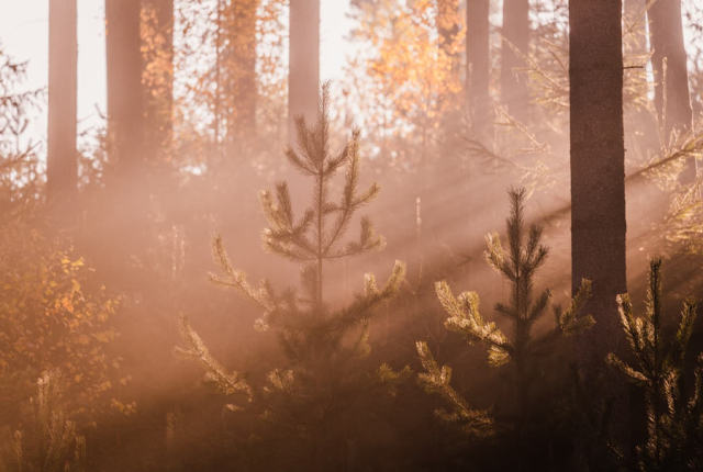 trees in forest during foggy weather by Alexander S. #nature#fog#mist#forest#trees