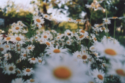 monoui13:  Flowers🌸 on We Heart It. http://weheartit.com/entry/75337774/via/monoui