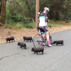 tenderghost:  awwww-cute:  One of my friends got chased by little piggies during his bike ride  this is the opposite of a problem 