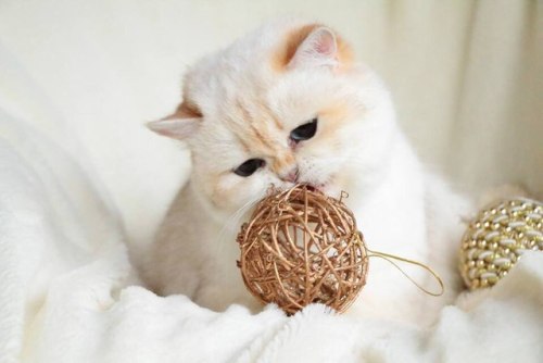 scottishstraight:Chubby cat!© “Golden Legend” cattery