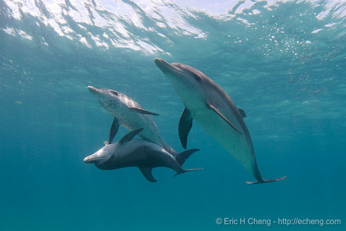 cetacean-nation:  echeng070730_127784.jpg by Eric Cheng Via Flickr: Atlantic spotted dolphins (Stene