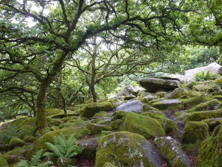 oakapples:  Wistman’s Wood, Dartmoor. I have vague recollections of visiting this
