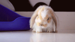 i am this rabbit