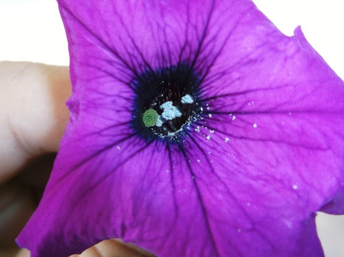 Finally got my new camera!  Double the pixels of my last one and the macro setting is AWESOME!  LOVE IT.  XD  This is just a plain looking flower too but look at this shit when you take a high res macro!  xoxoxoxoxoxoxoxo