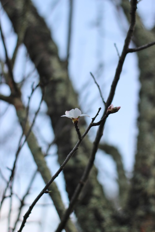 almond tree