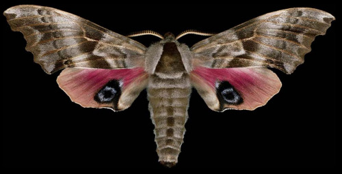 ex0skeletal:Winged Tapestries: Moths at Large, a special exhibition of oversized prints by Canadian 
