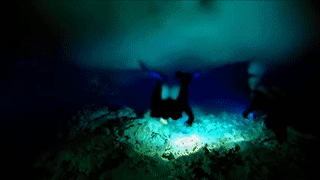 nearlynightfall:  sixpenceee:  theextranaturalist:  sixpenceee:  Now here’s something