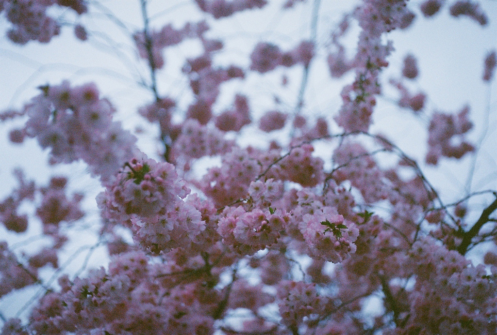 jacindaelena:     by nopennyforthem  