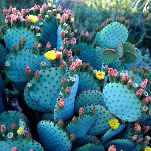 flowering cacti