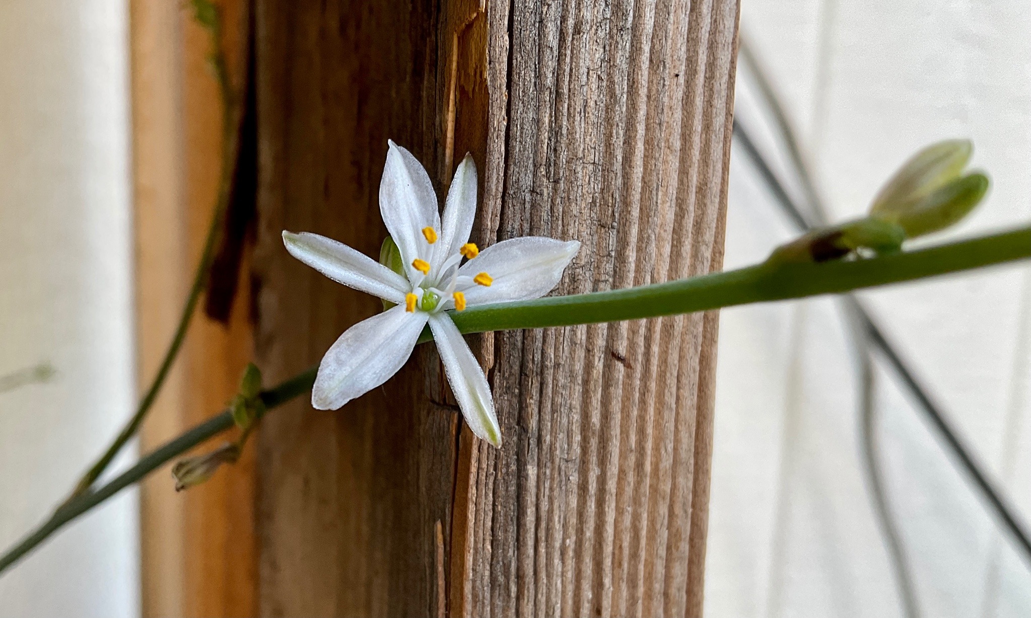 A long green vine-like stem with a white flower with narrow petals and yellow stamens.