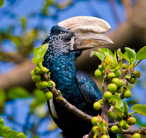 mirdam-aves: The silvery-cheeked hornbill (Bycanistes brevis) is a large species of hornbill which i