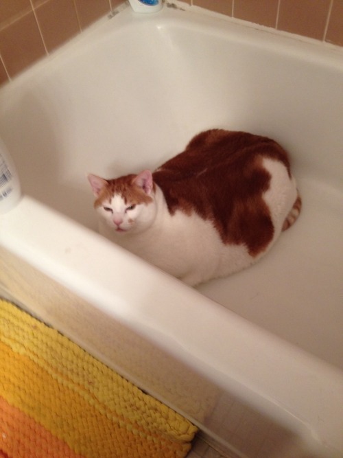 feedmerightmeow:When he gets in the tub, sometimes he purrs so loud that the shampoo bottles fall ov
