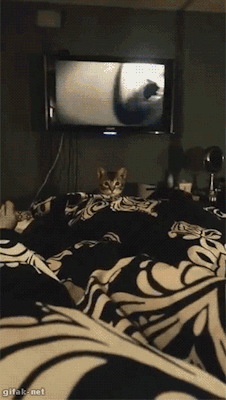 mmtki:  mimi-the-cat:gifak-net:  [video]   あー、びっくりしたー(^◇^;)  2015-02-02
