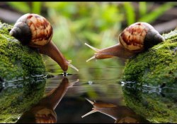 amischiefofmice:  a-fart-has-no-nose:  Can we please just all take a moment and think about how snails are the cUTEST FUCKING THING I HAVE EVER SEEN. HOLY SHIT.  march of the noot noots 