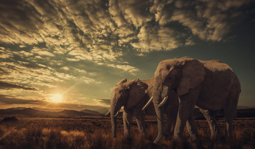 creatures-alive:The Big Family of the Savanna by Jackson Carvalho