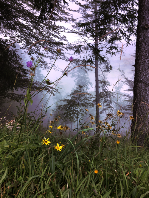 spackhuggare:Foggy morning in the forest near Pfronten, Germany. ♥ Photo taken by me.