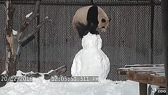 thenatsdorf:Giant Panda vs. Snowman [full video]
