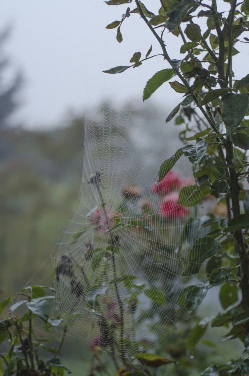 millivedder:Webs and Roses