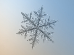 chaoticmind75:  Silverware on Flickr.Large stellar dendrite snowflake, around 7 mm. 8 shots averaged to boost signal-to-noise ratio. Glass background with backlight, additional lens Helios 44M-5, january 2013, Moscow.  More snowflakes in set snowflakes