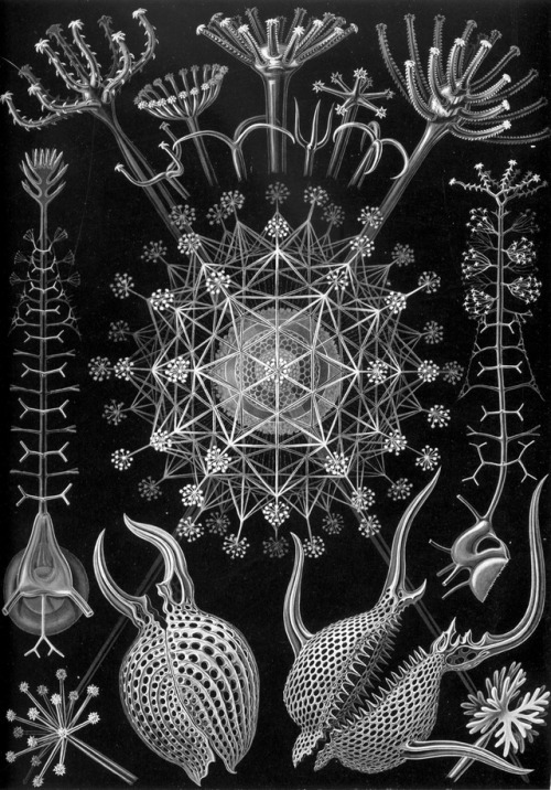youneedone2: Radiolaria By Ernst Haeckel 