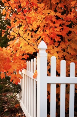 pumpkinn-spice:  autumn-dreaming:  ☁♥It’s