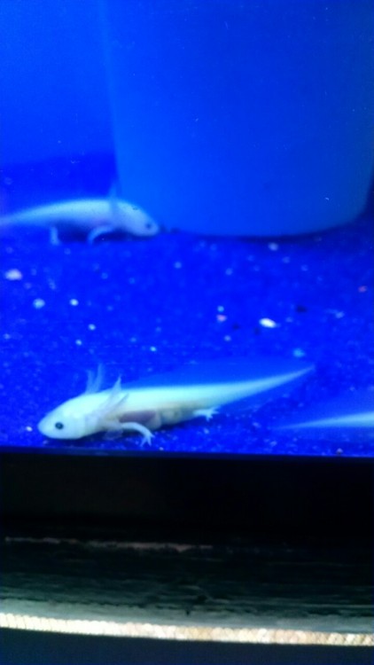 kai-ni: justnoodlefishthings:Okay so my LFS has Axolotl juvenile for sale but is it just me or are t