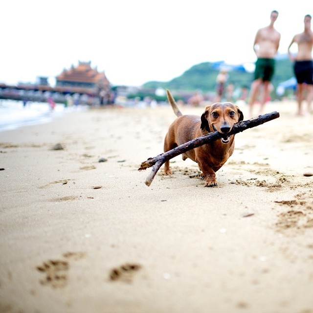 thedogist:
“ Coffee, Dachshund, Fulong Beach, Taiwan
”