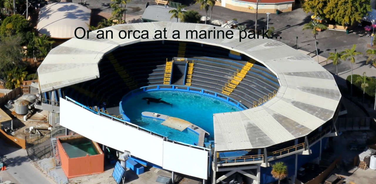 officialkakyointenmei:  adviceforvegans:Say NO to captivity!pls do not compare zoos