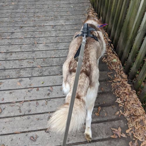 My boy and I had dog park date today since we haven&rsquo;t been in ages. #Dresden #rescuedogsofinst