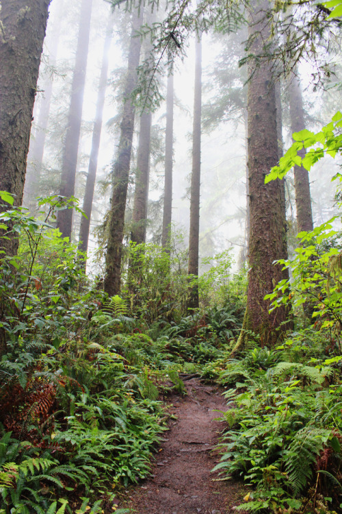 bright-witch:   Washington Coast old growth forest, photography by me. Please do not remove credit!