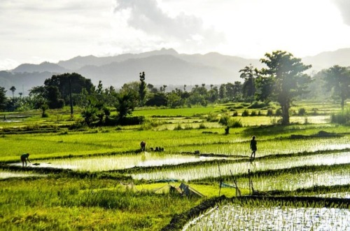Passing gorgeous rice paddies of West Timor on the road to East Timor’s capital in Dili. Read 