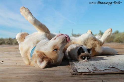 tardthegrumpycat:  The Daily Grump | February 1, 2013