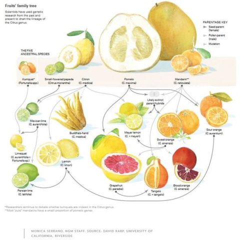 dimetrodone:Pretty much all cultivated common varieties of citrus fruit are the result of repeated h