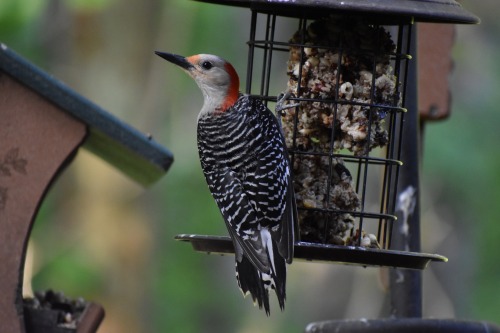 Red-bellied Woodpecker (Melanerpes Carolinus), Female, Taken April 28, 2025, In Georgia, US