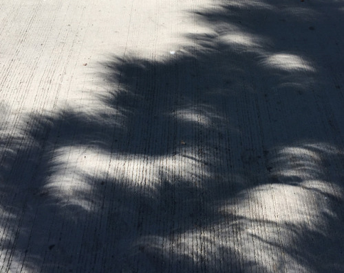 Effects of the Eclipse - Crescent Shadow Abstract #4Source: Diane Williams’s Photography