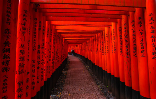 thealienemily: Fushimi Inari by Vipu TaE Via Flickr: Ten Thousand Tori in Fushimi Inari, Kyoto, Japa