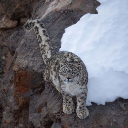 For this Big Caturday enjoy this ultra cool shot of … The Ghost of the Mountains..  by #wildo