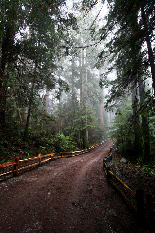  plasmatics: Woods~ By Vitali Beliak »  