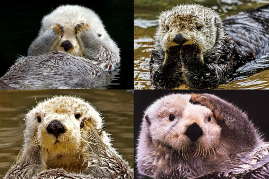 trows:  attentionore:  vicmorrowsghost:  dimetrodone:  Sea otters and giant river otters are like if someone got two artists to design a giant otter, but ended up with two very different ideas on what they should look like cause one draws hello kitty