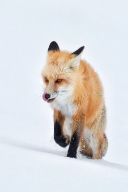 wolverxne:  Red Fox Licking in Snow - by: