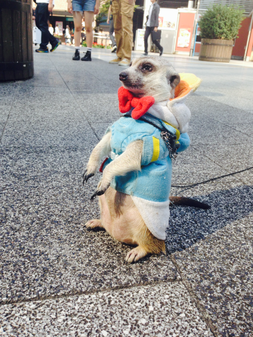 Everybody needs to stop what they’re doing and look at this meerkat in a Donald Duck outfit.