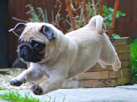 itscourtoon:  pugadise:  flying pug puppy  Whoops there goes my heart.  