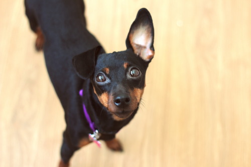 woolywoofs:Ronja can’t decide how she should wear her ears today.