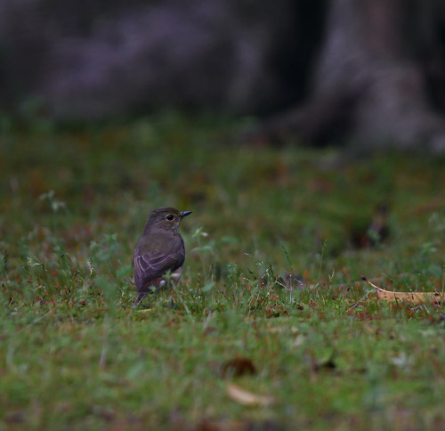 成鳥と若とメス