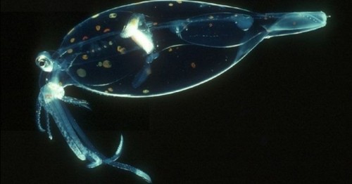The Family Cranchiidae Comprises The Approximately 60 Species Of Glass Squid, Also Known As Cockatoo